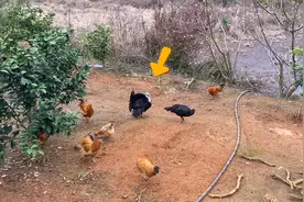 老乡7个月养了只10斤重的鸡，“通人性”会跳舞，拍给大家看看视频封面