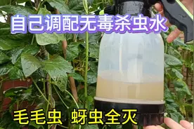 有了这个杀虫配方，再也不用买农药，毛毛虫，蚜虫全灭了