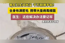 小心！你家卫生间的小飞虫！全身密毛，携带细菌，千万别用手拍。