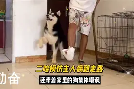 哈士奇百万，靠模仿主人瘸腿走路圈粉无数，还带领小伙伴集体嘲视频封面