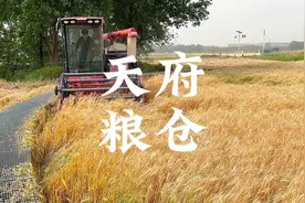 成都绕城绿道麦田，真正的天府粮仓视频封面