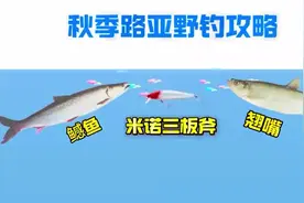 翘嘴鳡鱼疯狂炸水怎么钓？路亚新手必看-沉水米诺操作手法与时机
