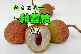 4个月前我想用荔枝核种个粉色荔枝，最后这算是成功了嘛？