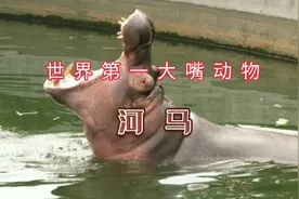 世界第一大嘴动物  河马