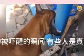 狗狗被吓醒的瞬间 有些人是真的狗视频封面