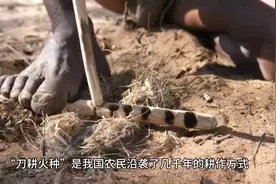 身居高位的间谍的危害太大，流传千年的刀耕火种农业传统消失殆尽视频封面