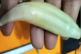 精品牙骨文玩图样视频封面