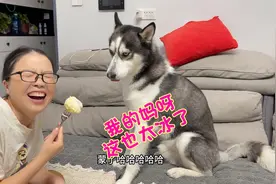 主人吃超凉冻榴莲，狗狗死活非得来一口，下一秒直接被冰得翻白眼视频封面