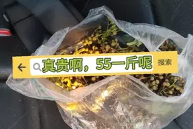给客户摘青椒，55一斤呢，还可以吧，创业养殖小龙虾第68天了视频封面
