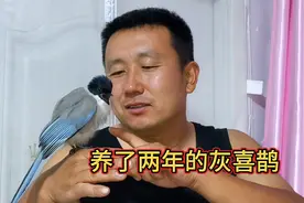 养了两年的灰喜鹊，撒娇卖萌还拆家，聪明的不得了全家的团宠视频封面