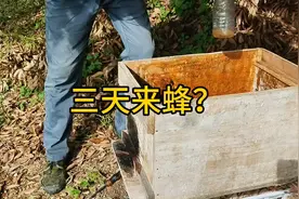 三天来蜂？网上看到的诱蜂方法。不用什么成本，决定试试看。视频封面