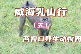 威海西霞口神雕山野生动物世界，它是中国较大的海岸野生动物园！视频封面
