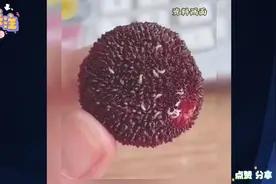 筋膜枪洗杨梅惊魂记：几秒钟震出“白色瀑布”，虫子集体举手投降