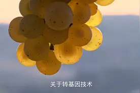 转基因背后有什么隐秘。视频封面