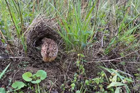 棕三趾鹑叫声呜呜呜的，像一阵阵闷响