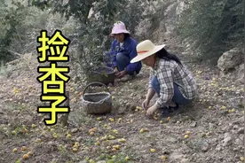 麦子黄了杏子熟了，今天跟妈妈捡杏子，落的满地都是视频封面