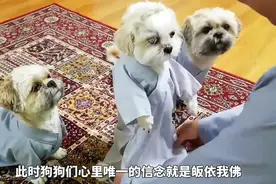 四只小狗看破红尘，跟随和尚出家了，每顿只吃素不吃荤视频封面