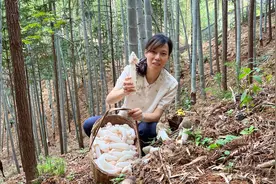 太神奇了，竹荪采下来还在篮子里继续生长，开出白色伞裙太美了视频封面