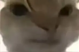 所有小猫表情包