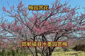 #又是一年梅花开#邯郸磁县水墨园梅花等你来视频封面