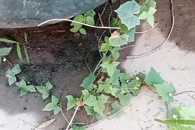 这种仪态优美的植物叫“老鼠拉冬瓜”，在咱民间是一种中草药。