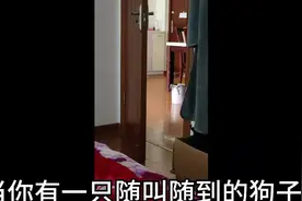 在狗狗心里你的家庭地位一目了然视频封面