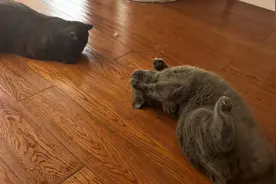 给猫猫买床时送了一包猫薄荷给它们，闻到薄荷后就开始打滚了