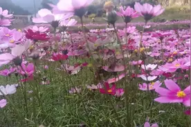 花海遇见你，有花蝴蝶自然来，