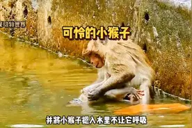 一只失去妈妈的小猴子，被其它猴子欺负的很惨#神奇动物在抖音 #视频封面