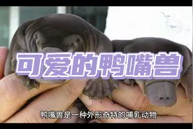 可爱的鸭嘴兽！视频封面