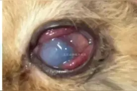 （广州病例）猫深层角膜溃疡、角膜水肿、结膜炎、眼睛发白的治疗视频封面