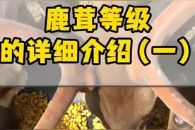 鹿茸等级的详细介绍视频封面