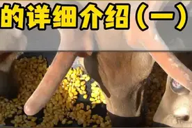 鹿茸等级的详细介绍视频封面