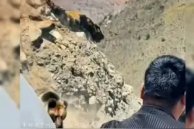 藏马熊最喜欢吃人，不相信可以去搜一下，别以为所有熊都是熊猫！