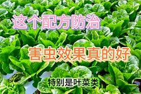 蔬菜发生虫害，不用打农药，只用两样东西混合喷一喷，防虫又增产