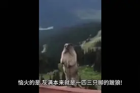 沈石溪动物小说狼的事件视频封面