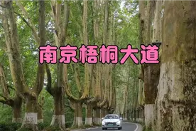 梧桐美！独属南京的浪漫！灵谷寺路梧桐大道每一步都是风景