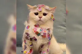 猫咪：铲屎的，你要是闲着没事干，就去找份工作吧视频封面