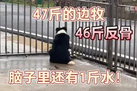 47斤的边牧，46斤反骨，脑子里还有1斤水！😂😂😂视频封面