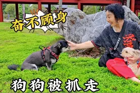 狗狗被抓走，巧克力奋不顾身救卷毛，勇敢狗狗不怕困难视频封面