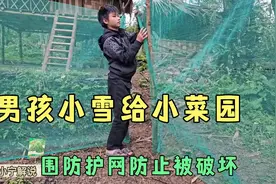 挣钱买网，男孩和小雪，给家里的小菜园围防护网，防止被破坏视频封面