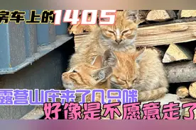 露营山庄最近来了几只猫、天天围着房车转、喂了点食以后就不走了