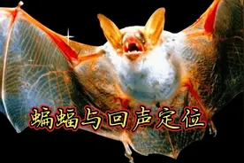 蝙蝠与回声定位视频封面