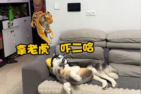 趁狗狗休息时用老虎吓它，狗狗会是啥反应？大家看完千万憋住别笑视频封面