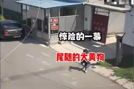 女子被大黄狗尾随，吓得她赶紧跑进超市躲避