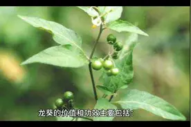龙葵对人体的价值与功效