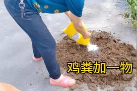 鸡粪加一物，使你的菜园，不用打农药，绿色食品。视频封面