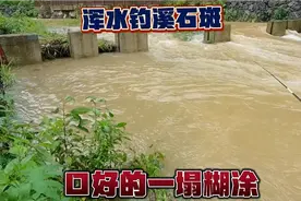 涨水钓溪石斑口就是好，岸边随便打个窝，口好的一塌糊涂