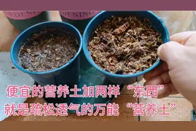 实验证明，便宜的营养土加“两样”东西，透气又透水，养啥都旺盛