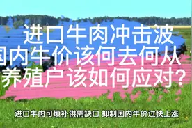 进口牛肉冲击波 ！我国牛价该何去何从？养殖户该如何面对视频封面